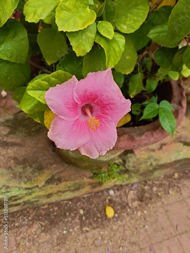 In the Travel time at the malambuzha garden , Beautiful flower see. the flower was seeing in attractive and wonderful. photo