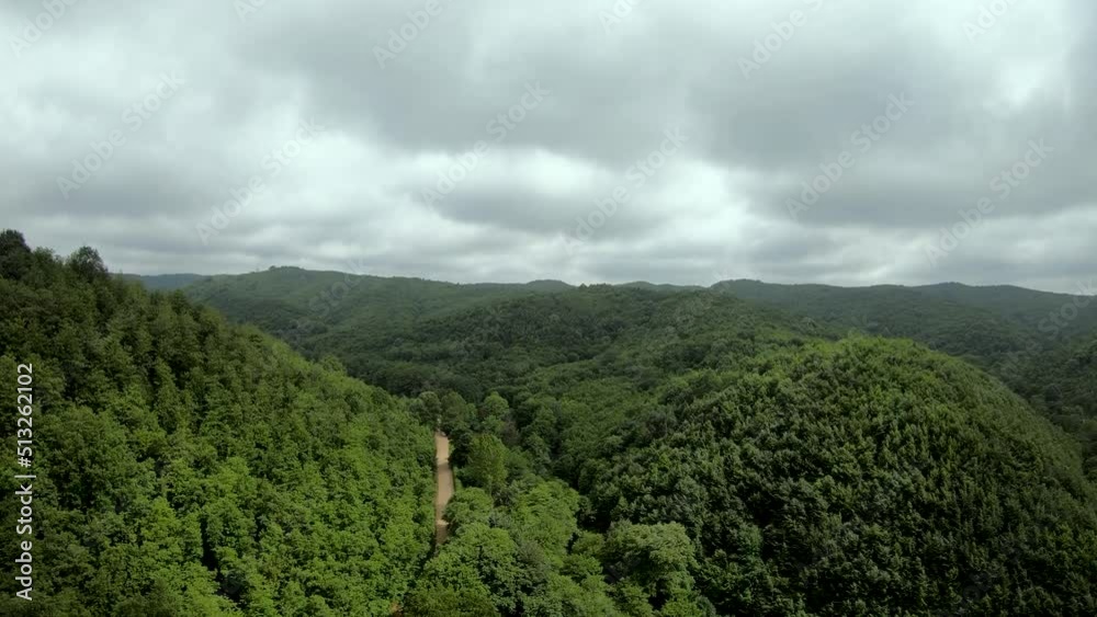 aerial rain forest aerial rain forest