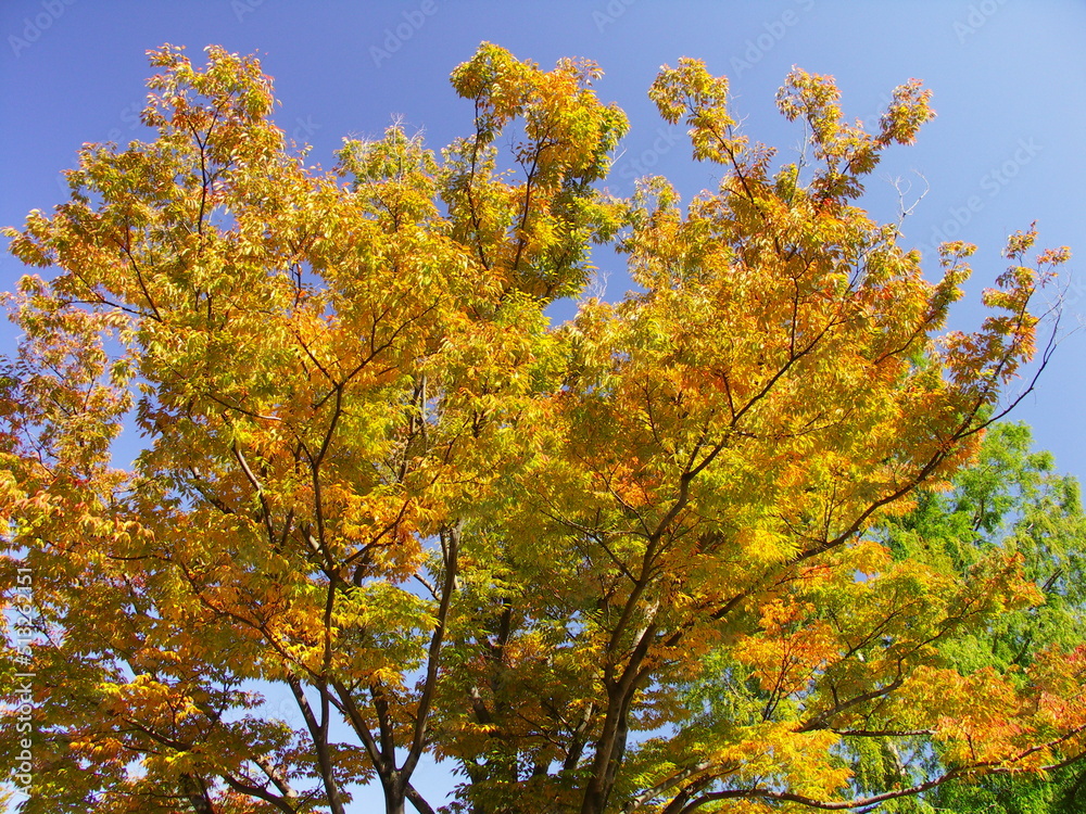 秋の公園の黄葉の欅