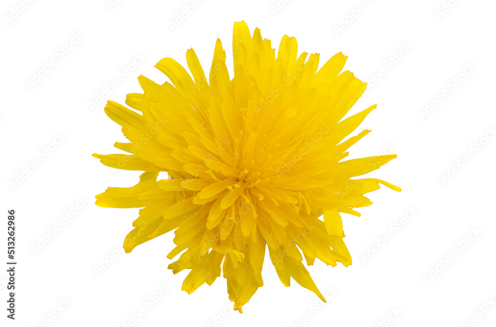 yellow meadow flower isolated