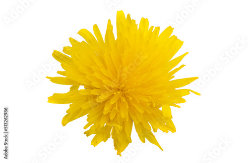 yellow meadow flower isolated