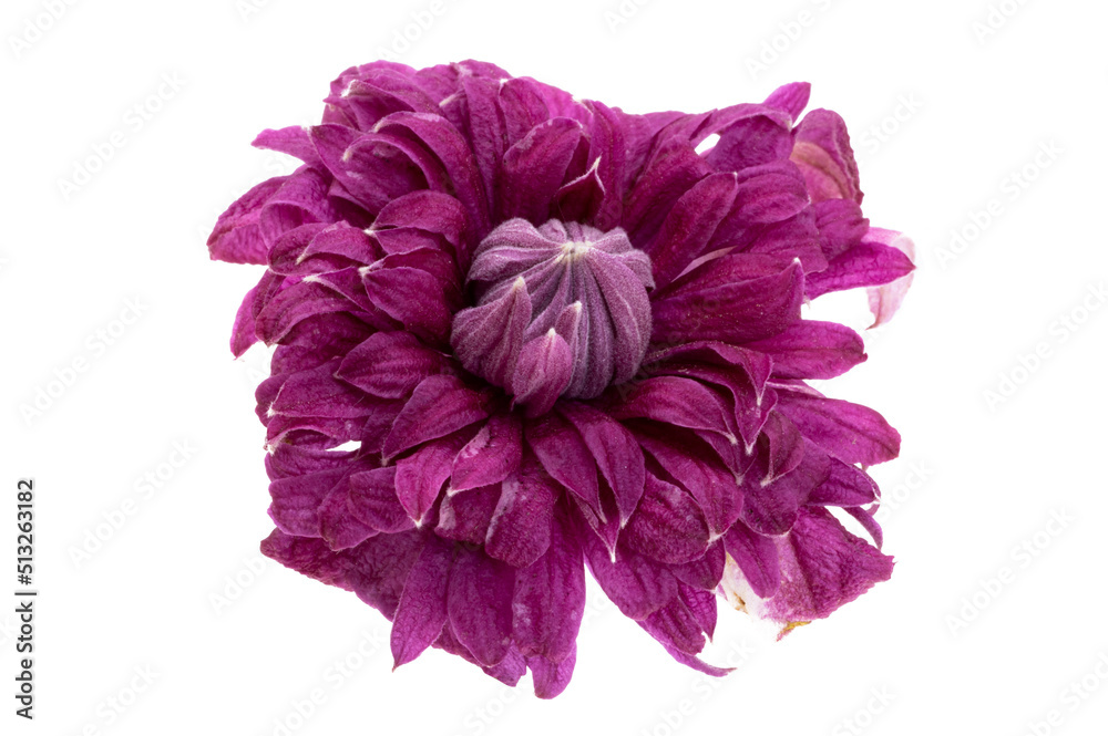 clematis isolated clematis isolated