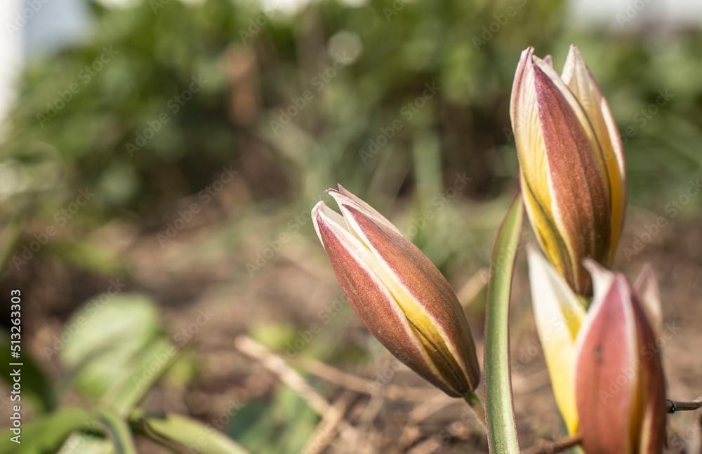 the closed blossom of a tardy tulip