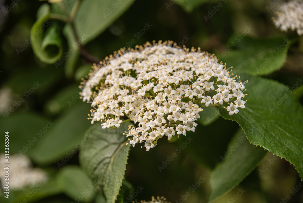 the flower cluster of a manchurian viburnum
