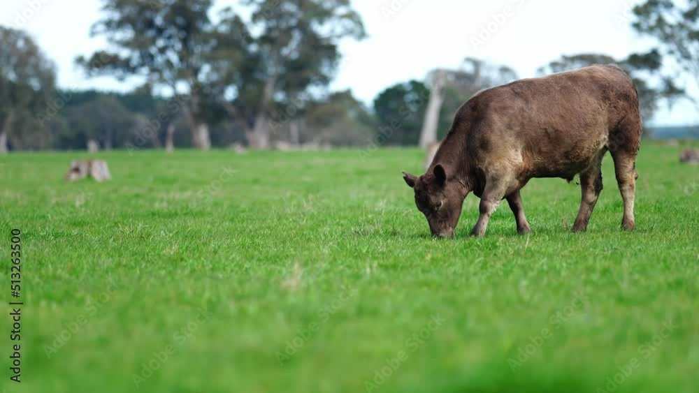 Cows in a field grazing on grass on a farm Cows in a field grazing on grass on a farm