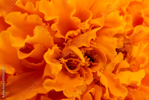 Obraz na plátně orange marigold flower background macro
