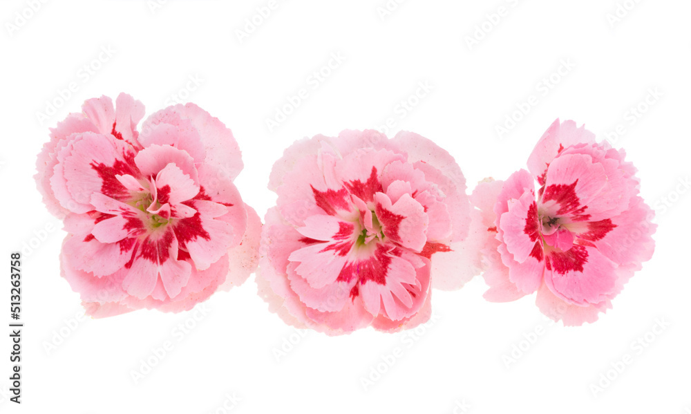 small carnation isolated small carnation isolated