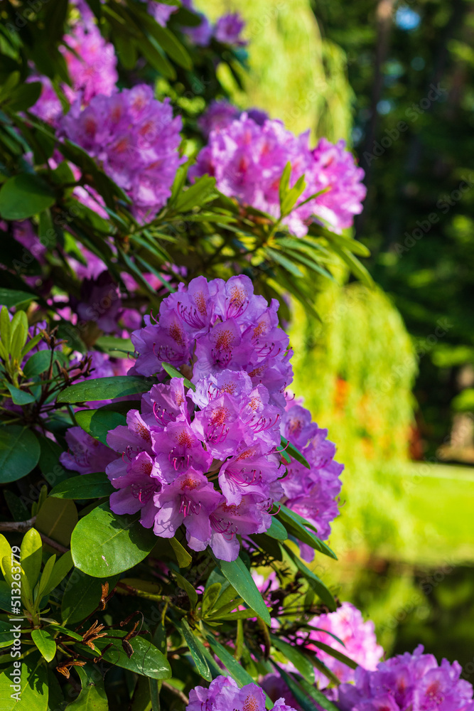 Light pink funnel-shaped rhododendron flower close up. On a partial mourning Weeping willows and pond foan. Macro. Blur. Vertical photo. Light pink funnel-shaped rhododendron flower close up. On a partial mourning Weeping willows and pond foan. Macro. Blur. Vertical photo.