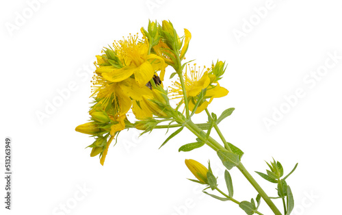 Obraz na płótnie hypericum flowers isolated