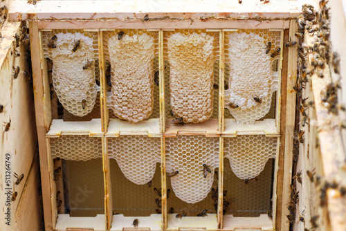 Divided honeycombs into small cells for honey. photo