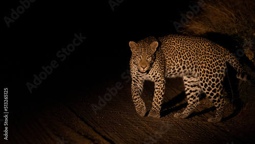 Big male leopard at nighttime