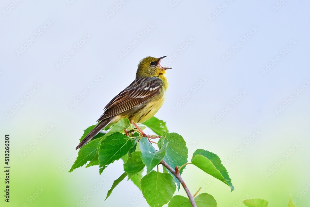 早朝の初夏の高原で囀る日本固有種の珍しい鳥、ノジコ StockFoto Adobe Stock