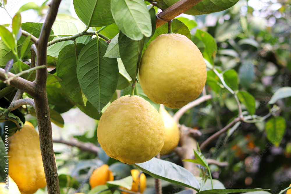 ripe lemons on tree branches. trees with ripe lemon fruits in a greenhouse