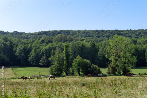 Horses in the Renarde valley. Ile-De-France region