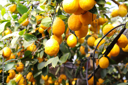 ripe lemons on tree branches. trees with ripe lemon fruits in a greenhouse