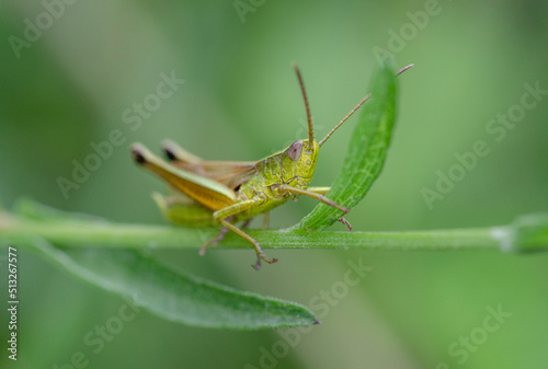 The grasshoppers (Gomphocerinae) are a species-rich subfamily of the field locusts (Acrididae) © rebaixfotografie