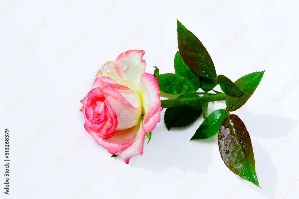 Obraz premium A beautiful fresh pink rose isolated on white background