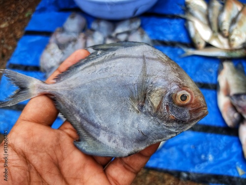black pompret fish in hand in nice blur background hd