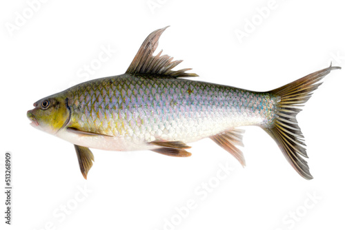 Fresh fish isolated on white background.