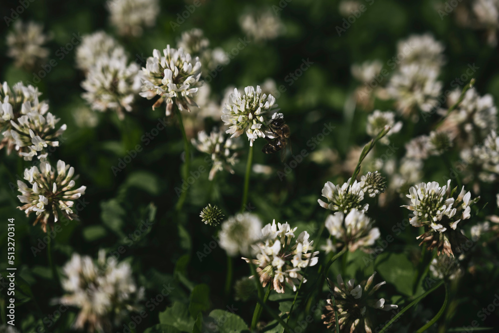 bee collects honey from clover