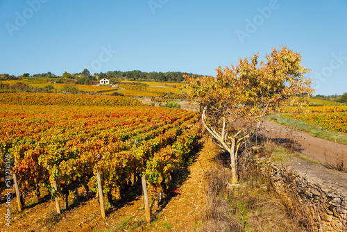 un paysage de vignoble automnal. Des vignes en automne. La Côte-d'Or en automne. La Bourgogne et ses vignes dorées pendant l'automne. Des collines couvertes de vignes en automne. Le temps des vendange