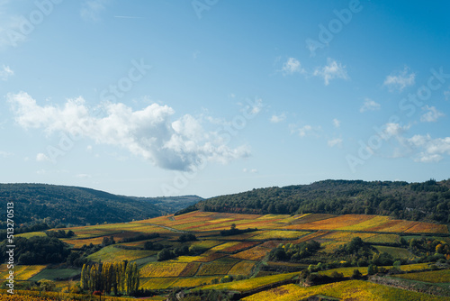un paysage de vignoble automnal. Des vignes en automne. La C  te-d Or en automne. La Bourgogne et ses vignes dor  es pendant l automne. Des collines couvertes de vignes en automne. Le temps des vendange
