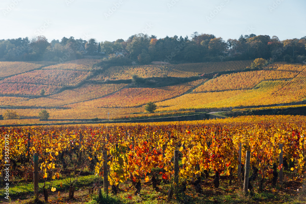 un paysage de vignoble automnal. Des vignes en automne. La Côte-d'Or en automne. La Bourgogne et ses vignes dorées pendant l'automne. Des collines couvertes de vignes en automne. Le temps des vendange