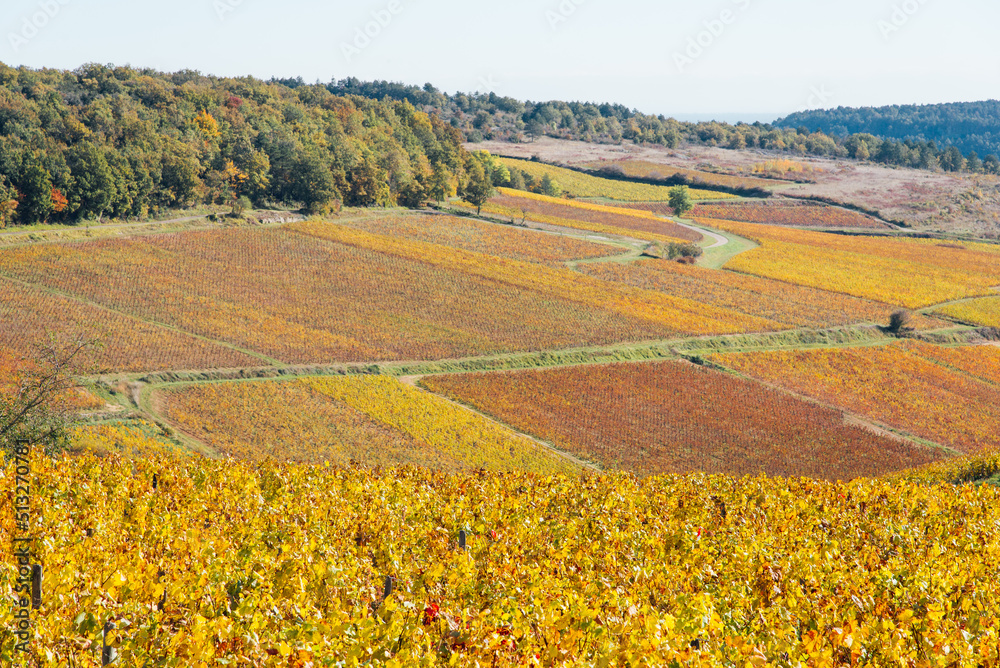 un paysage de vignoble automnal. Des vignes en automne. La Côte-d'Or en automne. La Bourgogne et ses vignes dorées pendant l'automne. Des collines couvertes de vignes en automne. Le temps des vendange