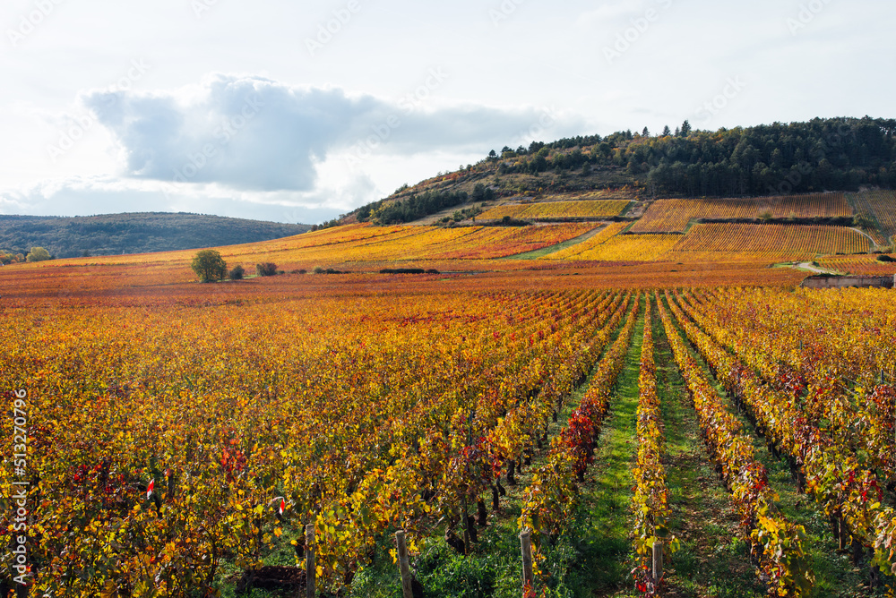 un paysage de vignoble automnal. Des vignes en automne. La Côte-d'Or en automne. La Bourgogne et ses vignes dorées pendant l'automne. Des collines couvertes de vignes en automne. Le temps des vendange