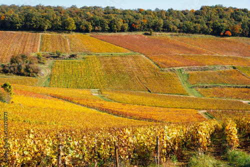 un paysage de vignoble automnal. Des vignes en automne. La Côte-d'Or en automne. La Bourgogne et ses vignes dorées pendant l'automne. Des collines couvertes de vignes en automne. Le temps des vendange photo