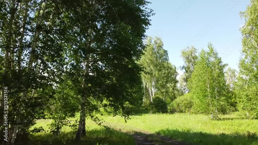 The beginning of summer is a birch grove. Young green foliage, seasonal background. The beginning of summer is a birch grove. Young green foliage, seasonal background.