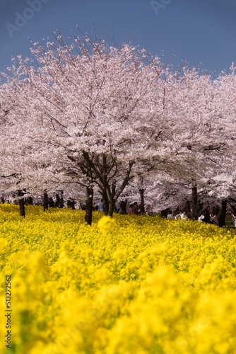 桜と菜の花