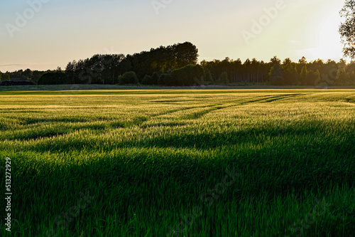 evening backlight over agriculture field in june photo