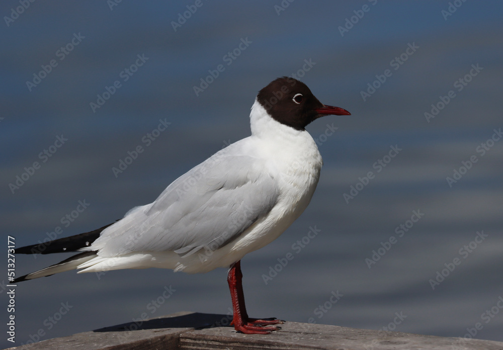 Black-headed gull Black-headed gull