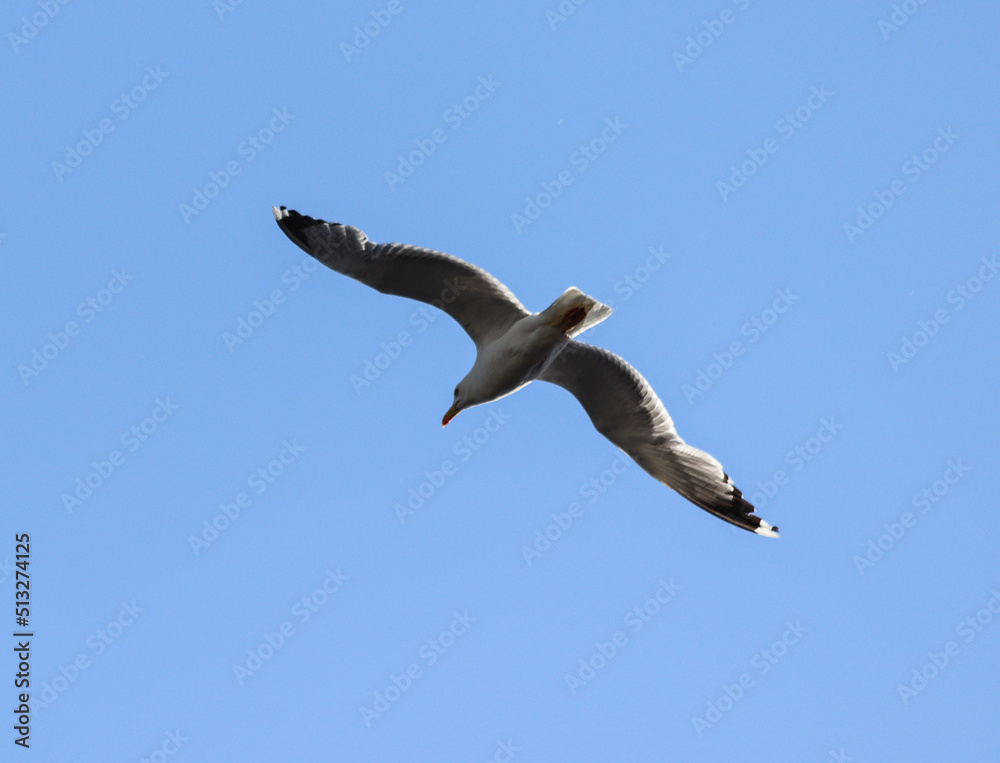 seagull in flight
