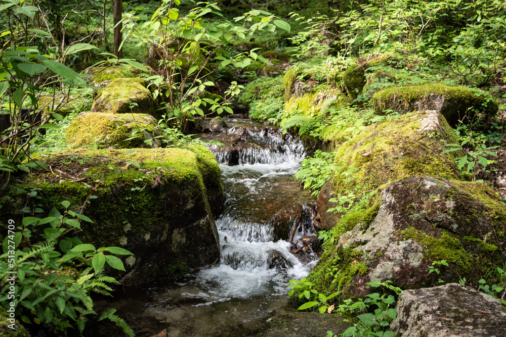 Cascade in the forest 2 Cascade in the forest 2