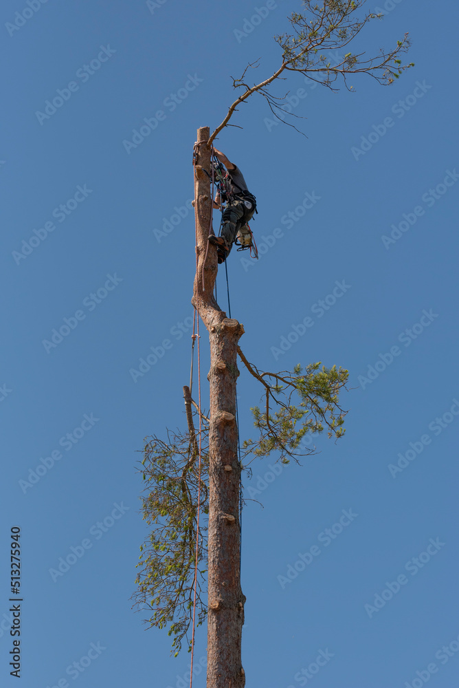 Hampshire, England, UK. 2022. Tree surgeon felling a Scots Pine tree ...