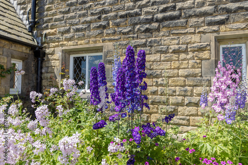 Tall delphinium and campanula flowering plants in a cottage garden. photo