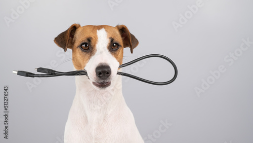 Dog jack russell terrier gnaws on a black usb wire on a white background. 