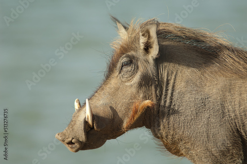 Nolan warthog Phacochoerus africanus africanus. Oiseaux du Djoudj National Park. Saint-Louis. Senegal. photo