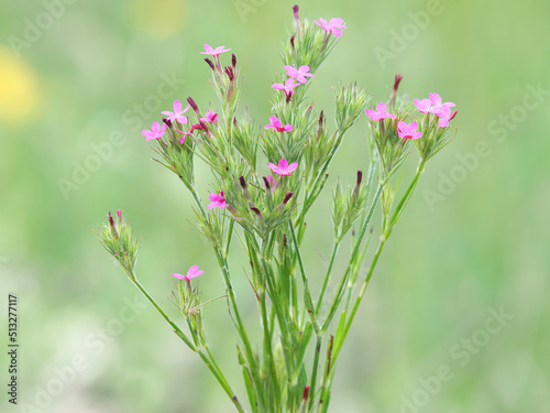 The Deptford pink or grass pink flowers on a meadow, Dianthus armeria photo