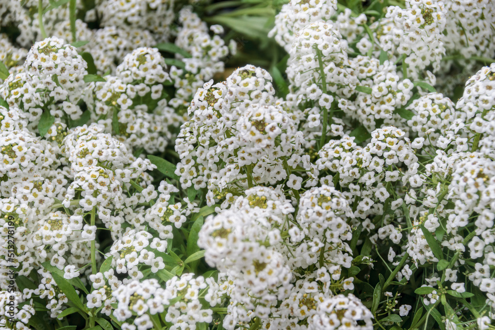 White alyssum flower on a green background in macro White alyssum flower on a green background in macro