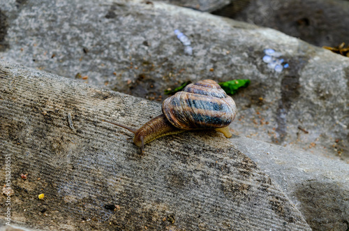 A large snail in the shell crawls on the slate, a summer day in the garden. A series of photographs "One day in the life of snails".Grape snail.