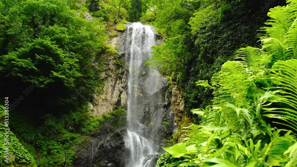 Waterfall in the rainforest, soft light on the tree ferns. Batumi. Georgia Waterfall in the rainforest, soft light on the tree ferns. Batumi. Georgia