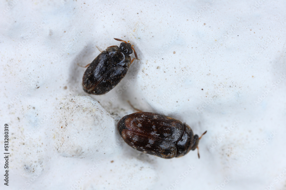 Beetles of the genus Trogoderma in the family Dermestidae, the skin