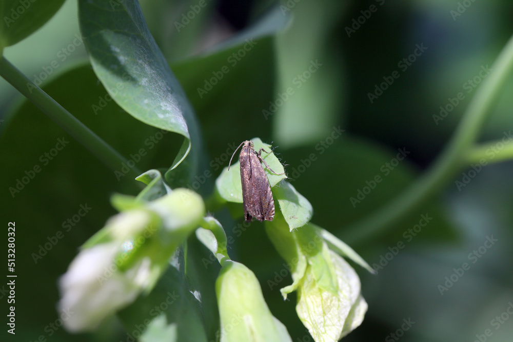 Pea moth (Cydia nigricana). A moth on a young pea plant in the garden ...