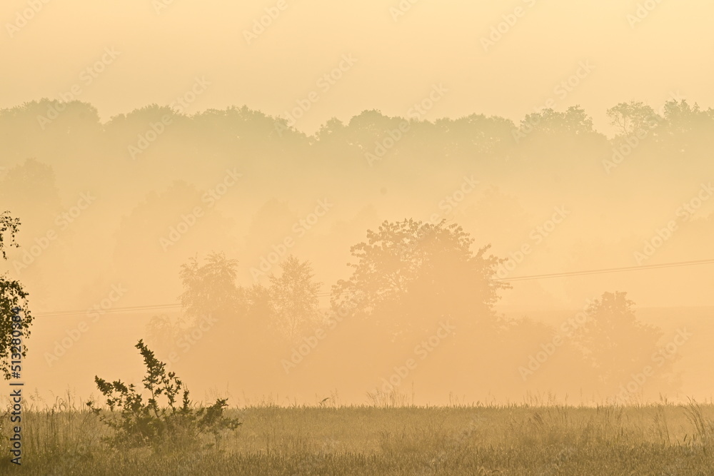 Sonnenaufgang mit Nebelschleier über einen Kornfeld und Bäumen im Hintergrund, Polen - obrazy, fototapety, plakaty 