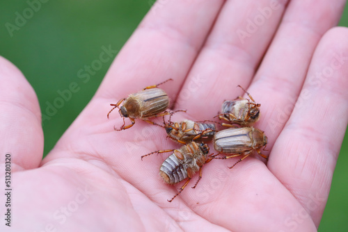 Summer Chafer beetle or June bug (Amphimallon solstitialis). Beetles on the hand.
