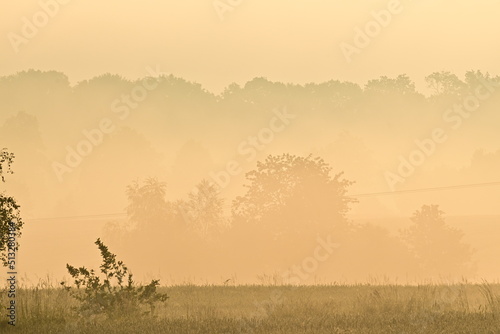 Sonnenaufgang mit Nebelschleier über einen Kornfeld und Bäumen im Hintergrund, Polen