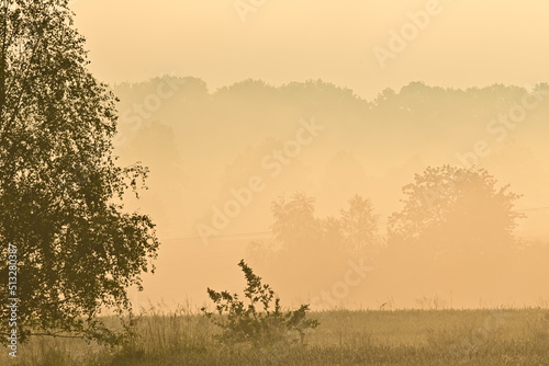 Sonnenaufgang mit Nebelschleier über einen Kornfeld und Bäumen im Hintergrund, Polen
